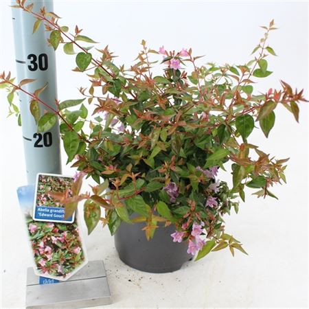 Abelia Edward Goucher-1