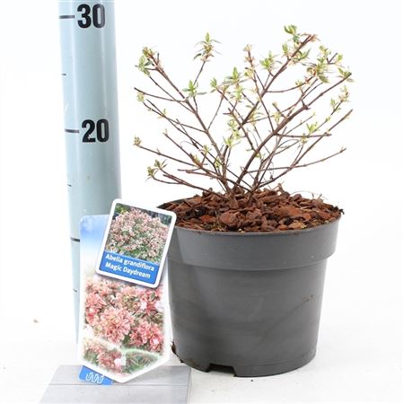 Abelia Grandiflora Magic Daydream