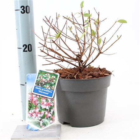 Abelia Grandiflora Sherwood