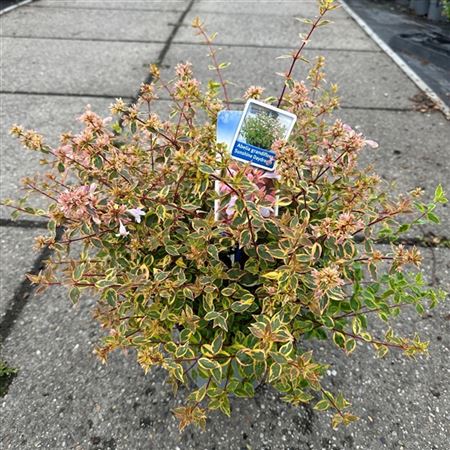 Abelia Grandiflora Sunshine Daydream