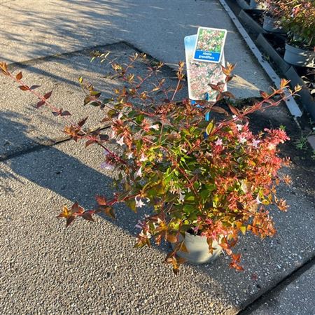 Abelia Grandiflora