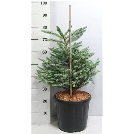 Abies Kor Silberlocke