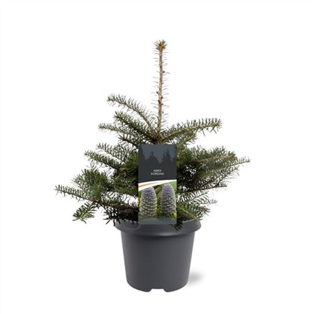 Abies Koreana-2