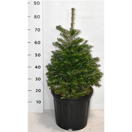 Abies Koreana-3