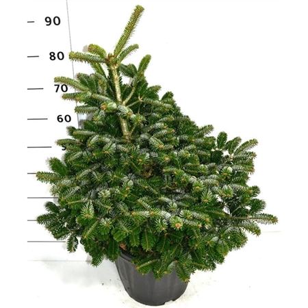 Abies Nordm Dobrichovice-1