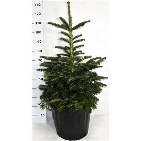 Abies Nordmanniana-2