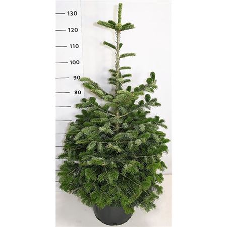 Abies Nordmanniana-1