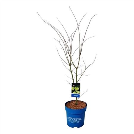 Acer Arctic Jade-3
