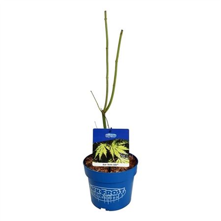 Acer Arctic Jade-1