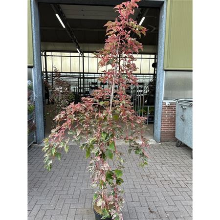Acer Cons Red Flamingo