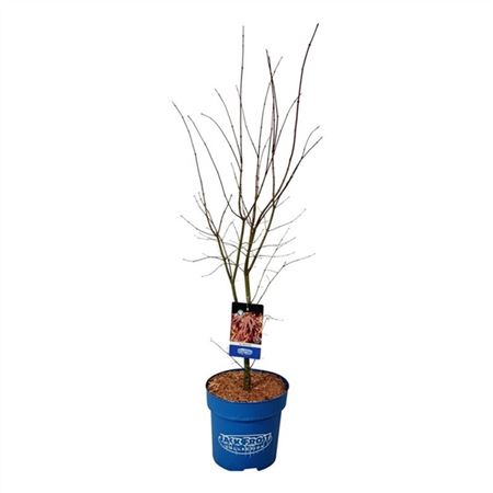 Acer North Wind-3
