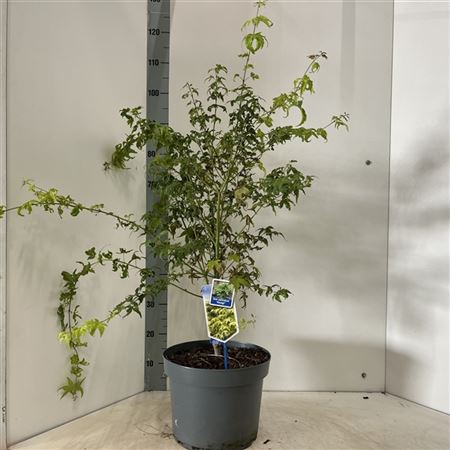 Acer Palm Aoyagi-2