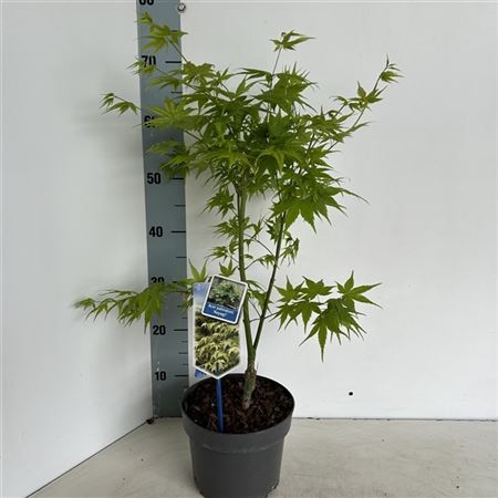 Acer Palm Aoyagi-1