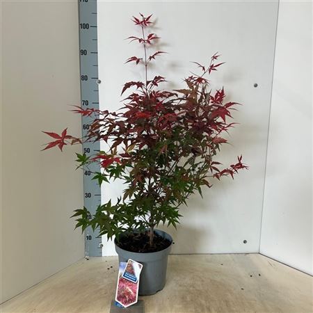 Acer Palm Atropurpureum-2