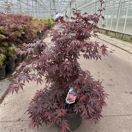 Acer Palm Atropurpureum-5