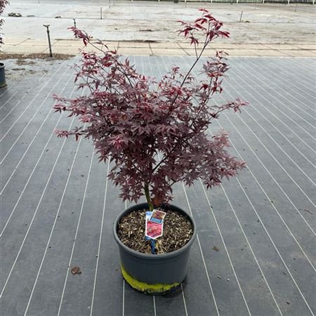 Acer Palm Atropurpureum-6