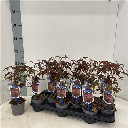 Acer Palm Atropurpureum-7