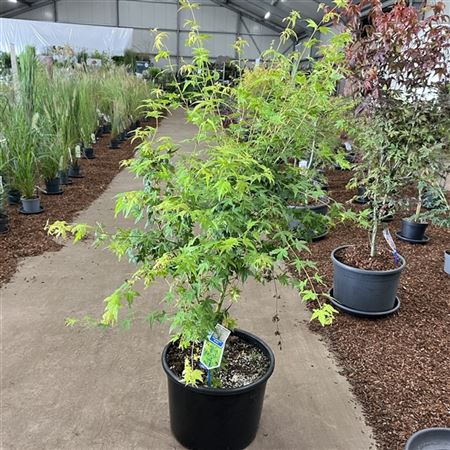Acer Palm Bi-hoo-3
