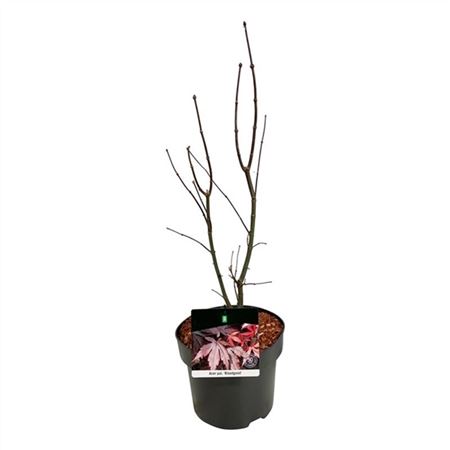 Acer Palm Bloodgood-2