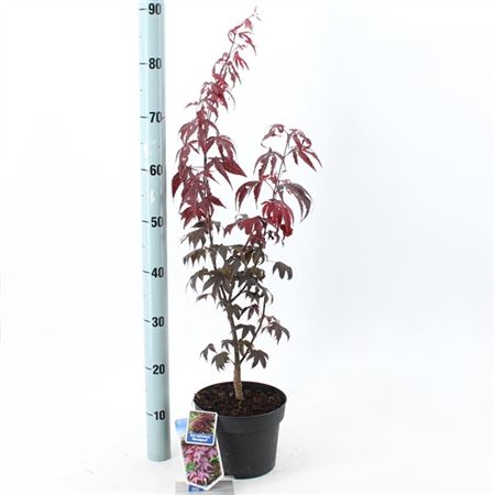 Acer Palm Bloodgood-1