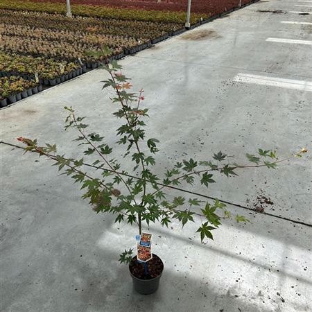 Acer Palm Brown Sugar