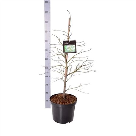 Acer Palm Dissectum-2