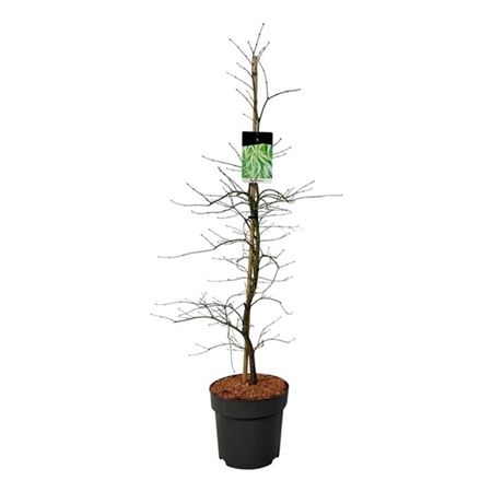 Acer Palm Dissectum-3