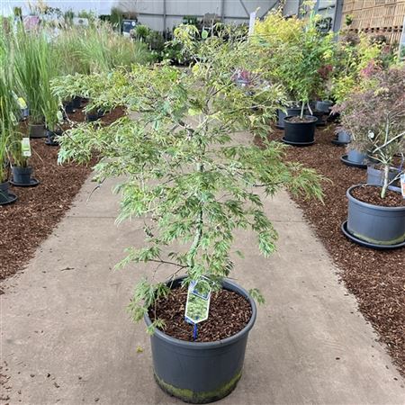 Acer Palm Dissectum-4