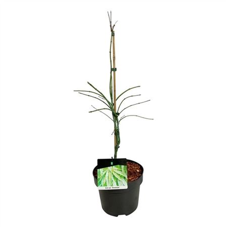 Acer Palm Dissectum-1