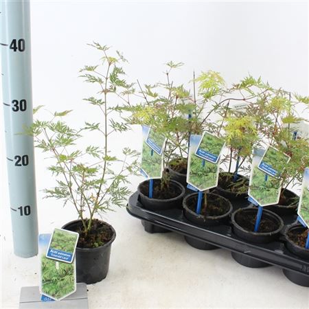 Acer Palm Emerald Lace