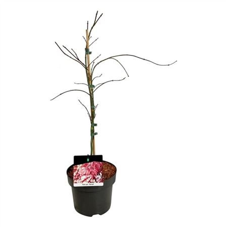 Acer Palm Garnet-2