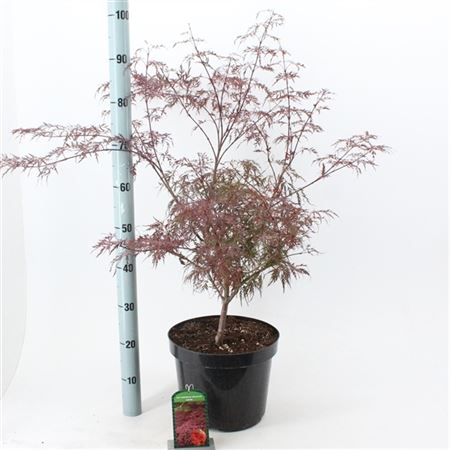 Acer Palm Garnet-4