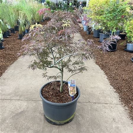 Acer Palm Garnet-5