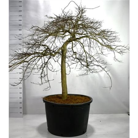 Acer Palm Green Lace On Stem