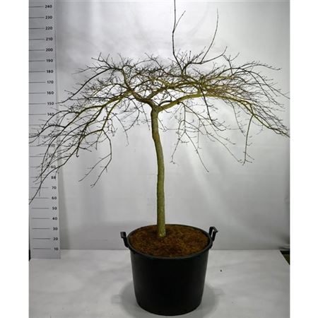 Acer Palm Inaba-shidare On Stem-1