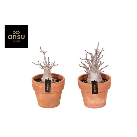 Adenium Ansu Baobab In Terracotta Pot