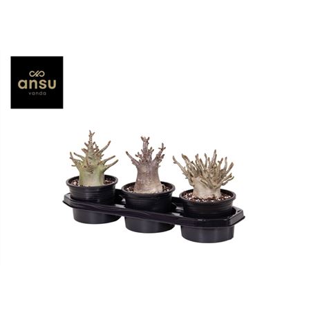 Adenium Ansu Baobab
