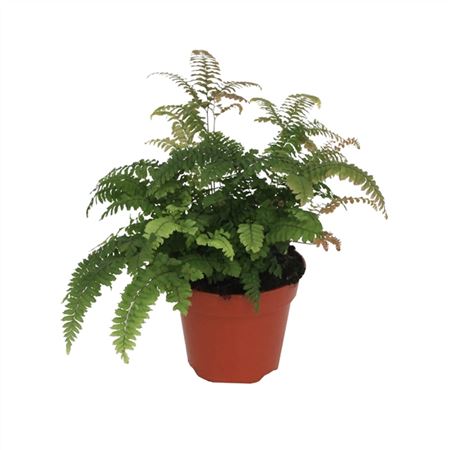 Adiantum Bronze Venus-3