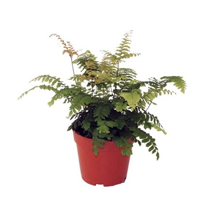 Adiantum Bronze Venus-1