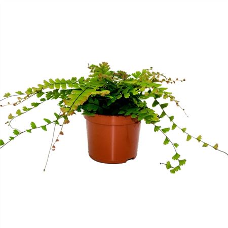 Adiantum Caudatum-1