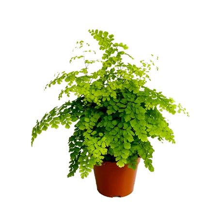 Adiantum Fragrans-2