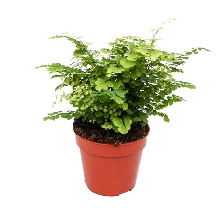 Adiantum Fritz-luthi-1