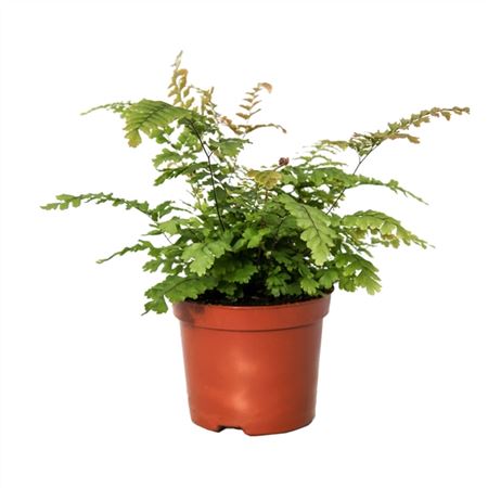 Adiantum Hispidulum-4