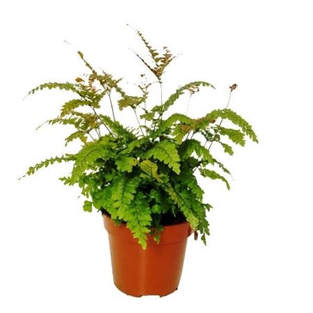 Adiantum Hispidulum-1