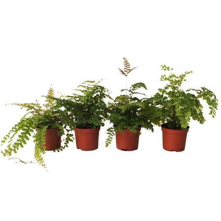 Adiantum Mix-3