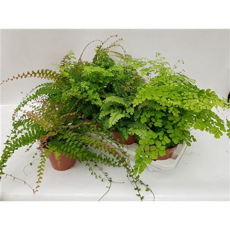 Adiantum Mix-1