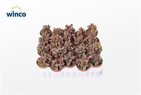 Adromischus Coffeebean