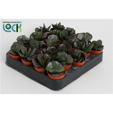 Adromischus Cooperii-2