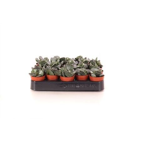 Adromischus Cooperii-3