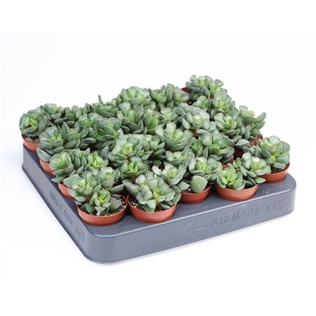 Adromischus Cristatus-1